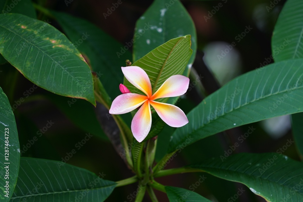 Fototapeta premium White and orange frangipani flowers for background
