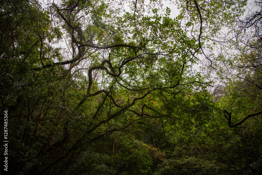 Obraz premium 奄美大島、世界自然遺産の森、亜熱帯、森、