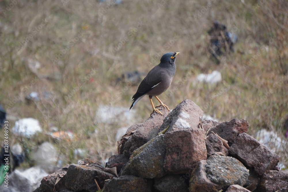 Fototapeta premium The Common Myna (Acridotheres tristis) is a bold, brown bird with yellow eye patches, known for its adaptability, vocal mimicry, omnivorous diet, and urban presence.
