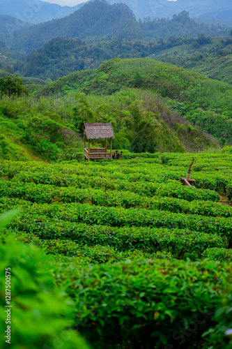tea garden with vmountain view