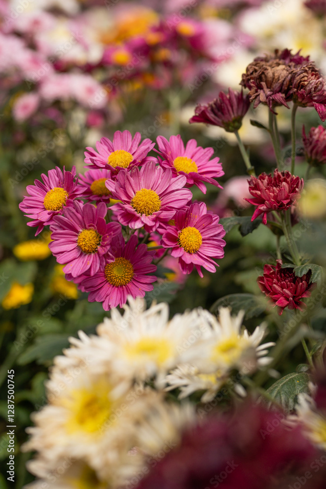 Beautiful colorful flower Beautiful colorful flower