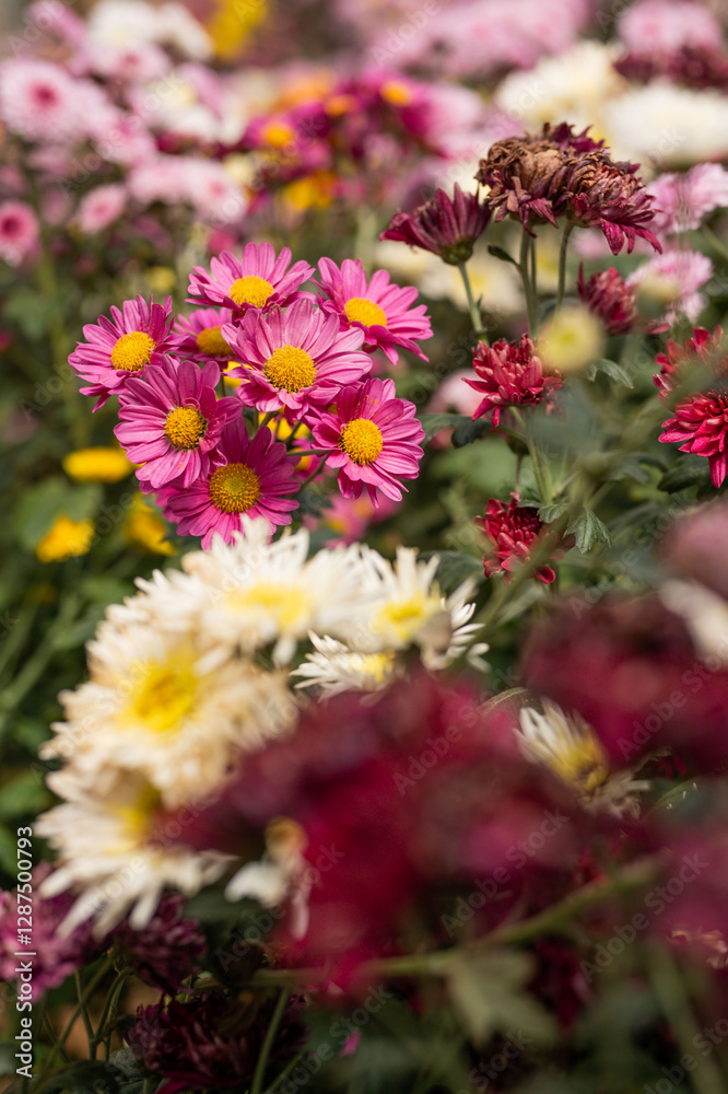 Beautiful colorful flower Beautiful colorful flower