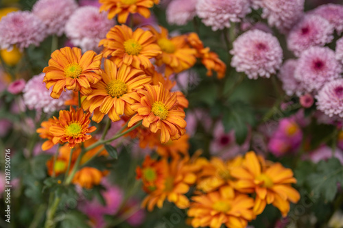 Beautiful colorful flower