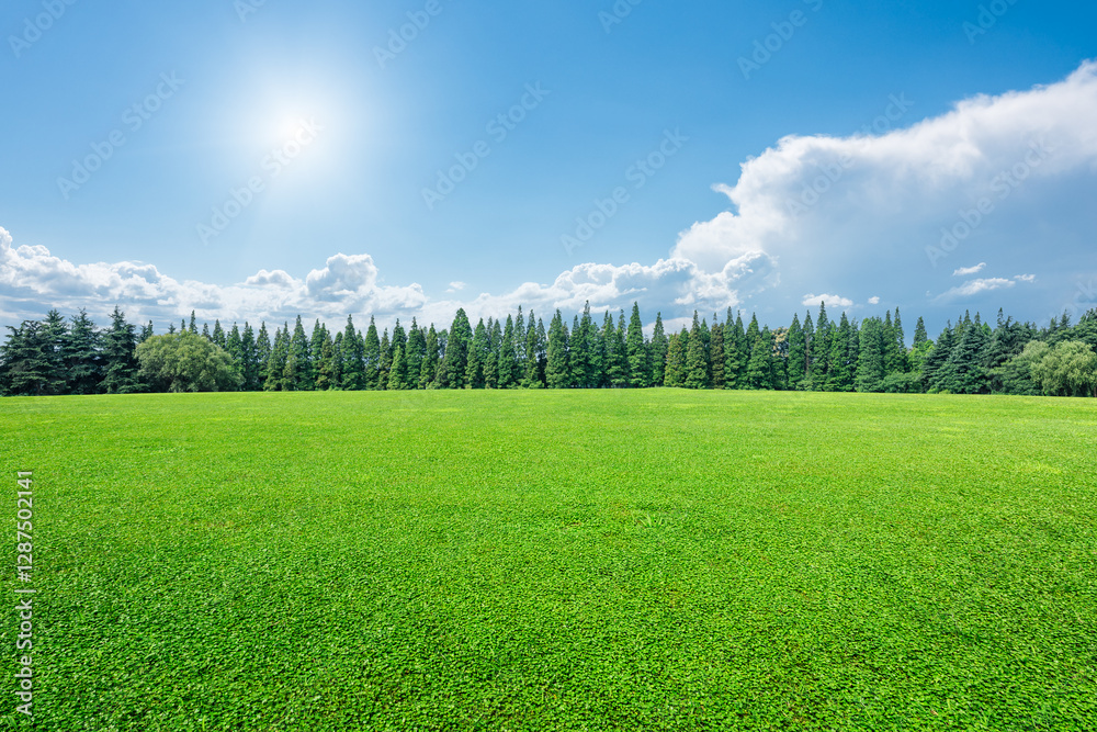 Green meadow and forest with sky clouds on a sunny day