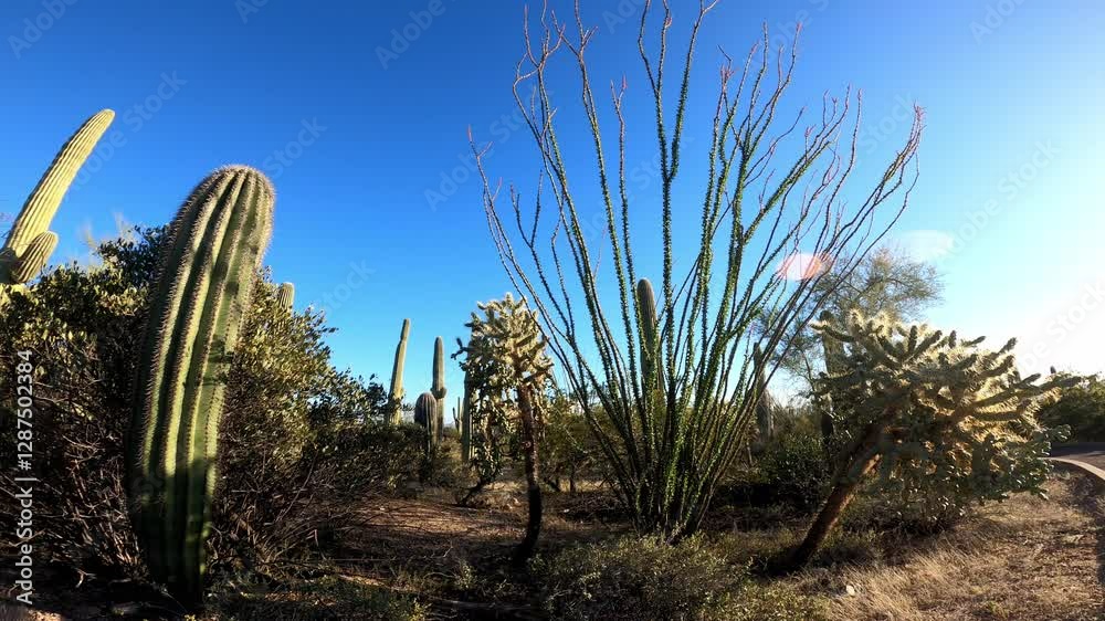 Saguaro 0024 National Park Arizona Saguaro 0024 National Park Arizona