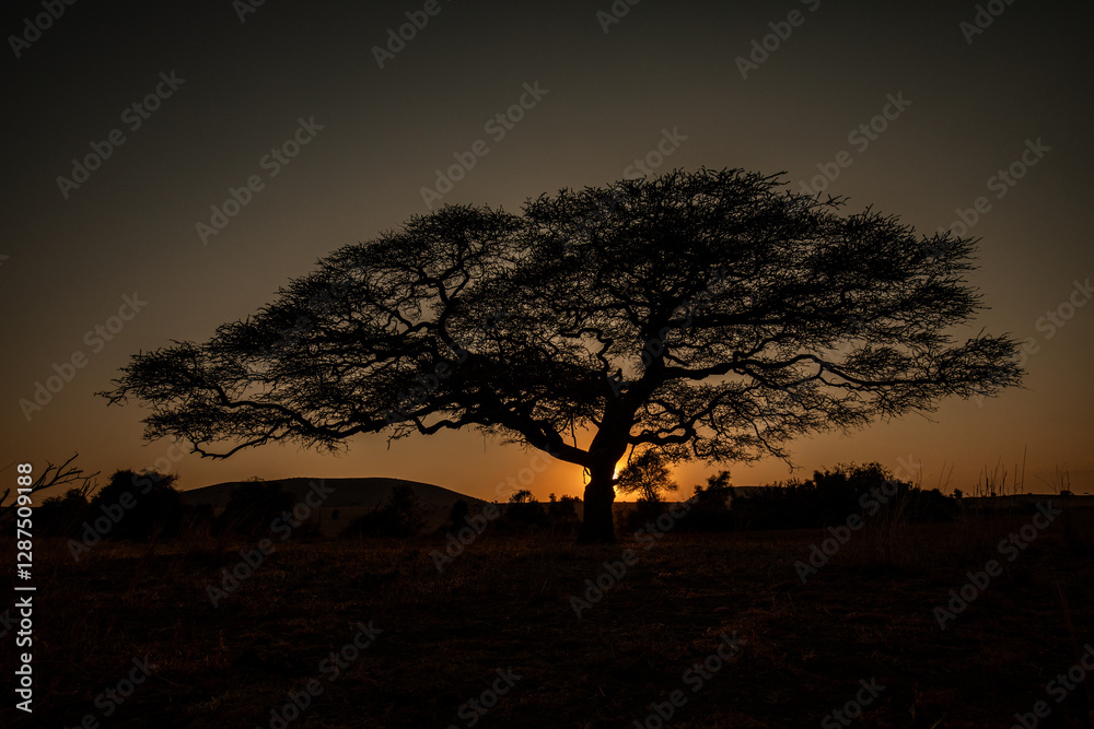 African Sunsets with tree and the setting sun. African Sunsets with tree and the setting sun.