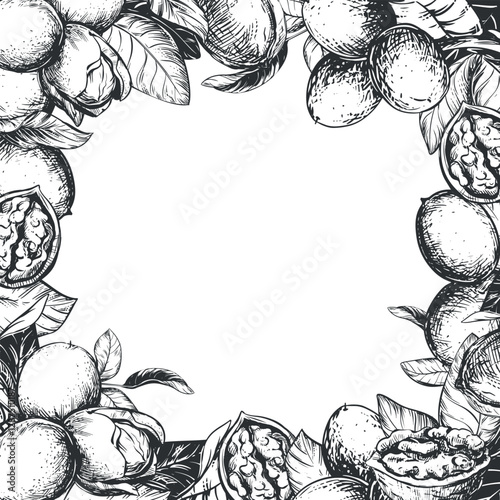 Square frame of walnuts with space for text. Vector illustration in engraving technique. Design for nut paste, oil, liqueur Nocino. Walnuts whole and peeled kernels, leaves on white background.
