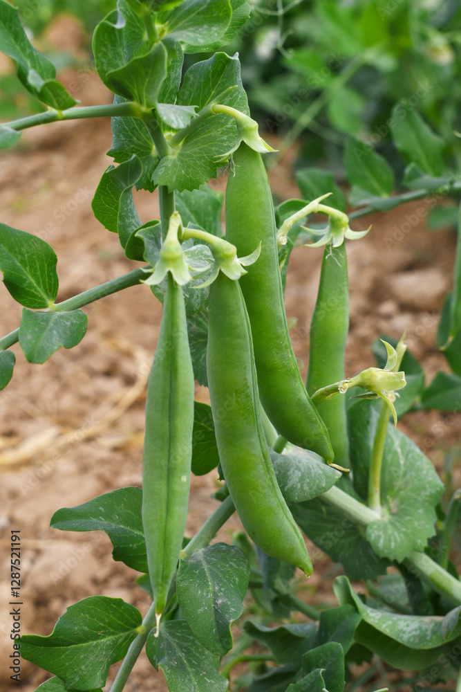 Green peas grow in the garden Beautiful close up of green fresh peas and pea pods. Healthy food, Bush of sweet pea with ripe pods cultivated on vegetable garden, green peas closeup in nature, Pakistan Green peas grow in the garden Beautiful close up of green fresh peas and pea pods. Healthy food, Bush of sweet pea with ripe pods cultivated on vegetable garden, green peas closeup in nature, Pakistan