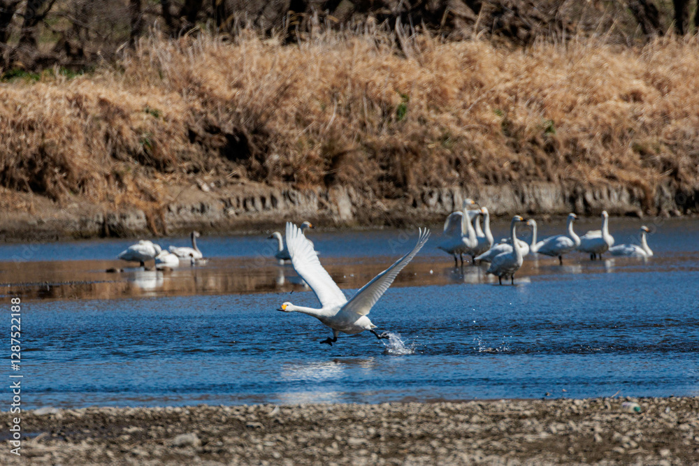 Obraz premium 餌場に向けて飛び立つ白鳥