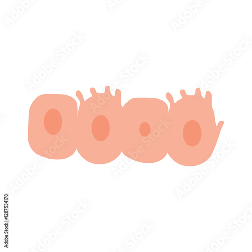 Osteoblasts