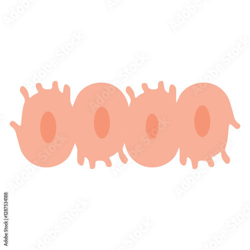 Osteoblasts