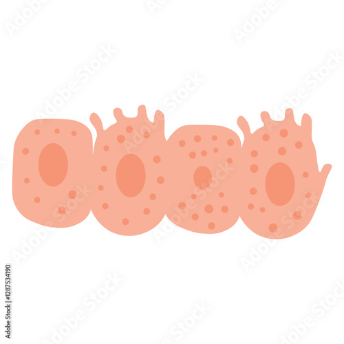 Osteoblasts