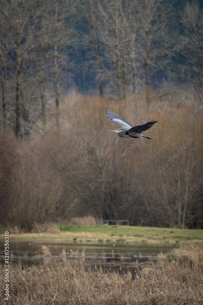 Great Blue Heron silently glides over wetland in Nisqually wildlife refuge, Washington. Great Blue Heron silently glides over wetland in Nisqually wildlife refuge, Washington.
