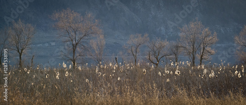 Spring trees and cattails backlit at twilight.