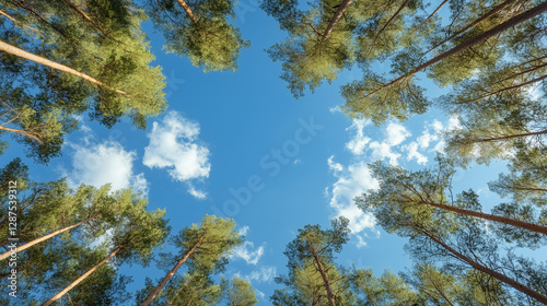 Skyward Gaze: Witness the t...