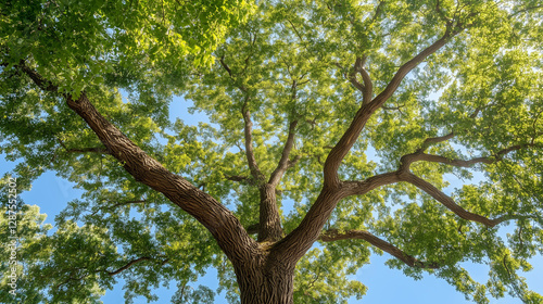 Giant Oak's Canopy: A majes...