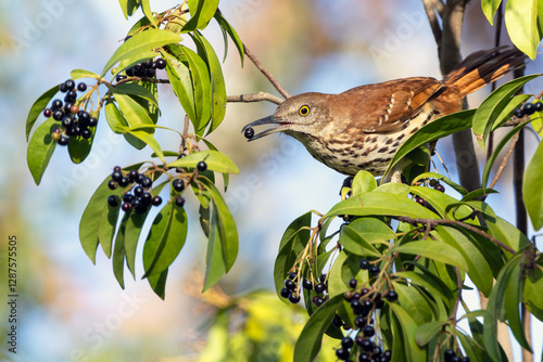 Photography A brown thrasher (Toxostoma rufum), a common songbird, eating berries / fruits o