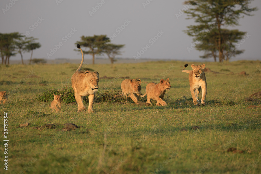 Fototapeta premium A Pride of Lions (panthera Leo) with Cubs in the masai mara, Africa running towards the camera.