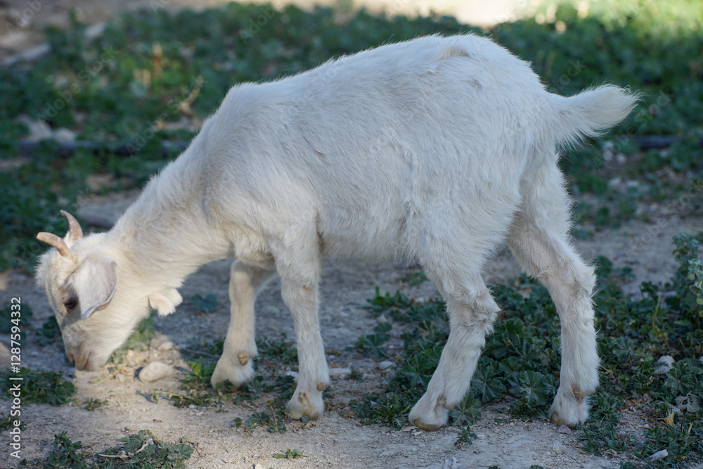 White goat, Capra Hircus, grazing on village grass, close-up White goat, Capra Hircus, grazing on village grass, close-up