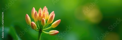 Soft peach-colored flower buds on a lush green stem, greenery, botanicals, delicate petals photo