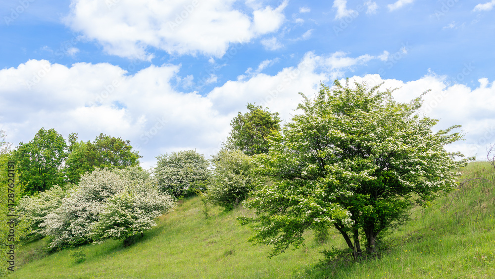 Lush hawthorn trees Crataegus monogyna in full bloom on a green hillside under a bright blue sky with fluffy clouds Lush hawthorn trees Crataegus monogyna in full bloom on a green hillside under a bright blue sky with fluffy clouds