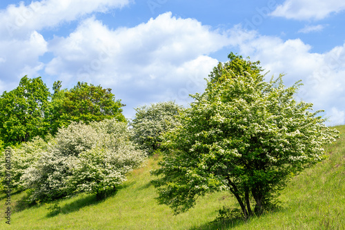 Lush hawthorn trees Crataegus monogyna in full bloom on a green hillside under a bright blue sky with fluffy clouds