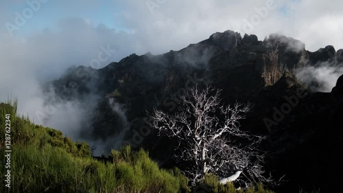 Clouds rolling over hills, sunlit tree, near Pico Ruivo, Madeira Island, Portugal