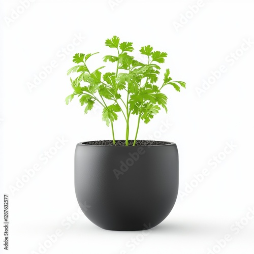 Coriander plant isolated on white background