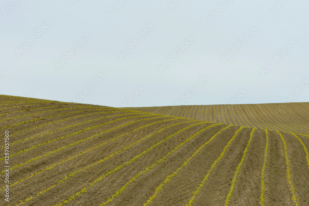 Fototapeta premium Mais, Zea mays L. nach Auflauf
