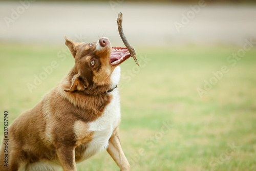 Wallpaper Mural A playful Australian Kelpie plays with a stick in Australia Torontodigital.ca