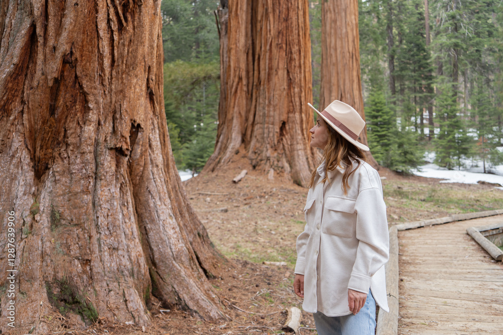 Obraz premium woman walking among giant trees in the forest in Sequoia National Park, USA.