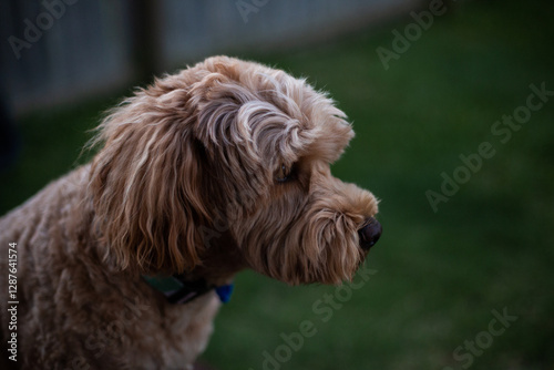 floppy eared dog in a suburban back yard