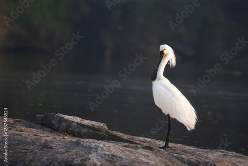Graceful Black-faced Spoonbill at dawn
