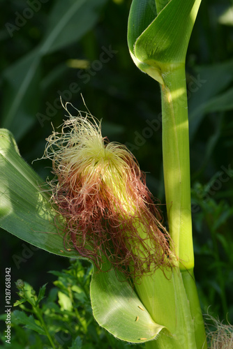 Mais,  Zea mays L. , Narbenfäden, Kolben