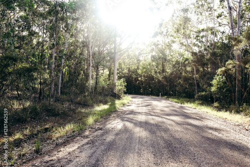 Sunlight filtering through gum trees to dirt road