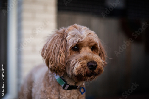 labradoodle wearing a collar in a suburban back yard photo