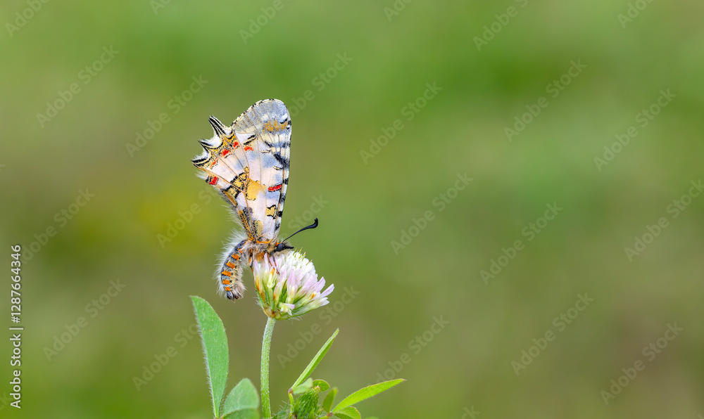 a beautiful butterfly with scallop, Zerynthia deyrollei