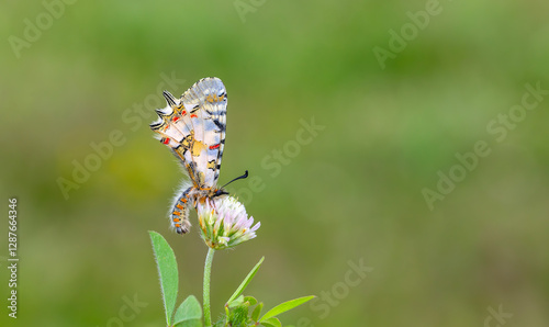 Obraz na płótnie a beautiful butterfly with scallop, Zerynthia deyrollei w salonie