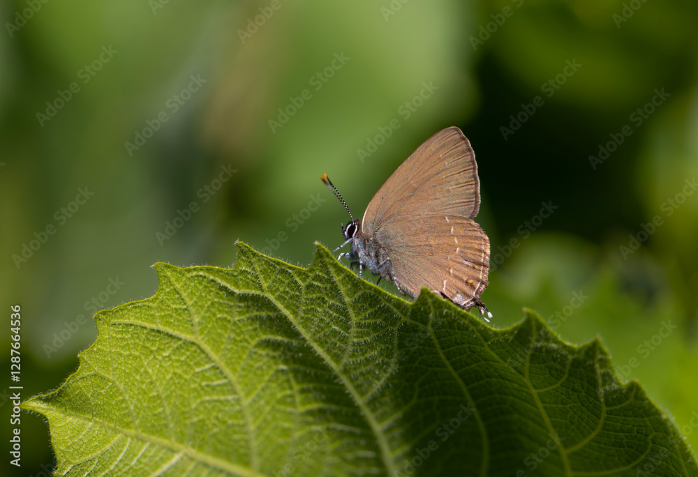 brown tiny butterfly on green leaf, Zap Hairstreak, Satyrium zabni