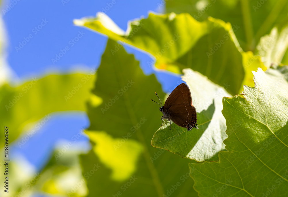 brown tiny butterfly on green leaf, Zap Hairstreak, Satyrium zabni