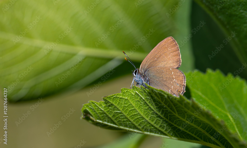 brown tiny butterfly on green leaf, Zap Hairstreak, Satyrium zabni