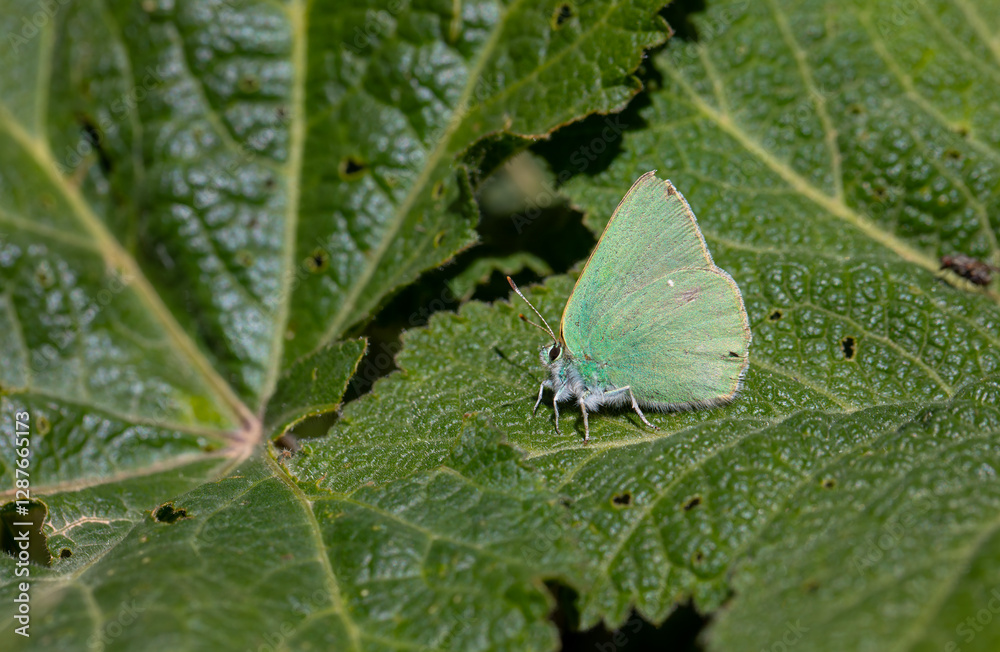 green butterfly resting on a green leaf, Nahcevan Hairstreak, Callophrys danchenkoi