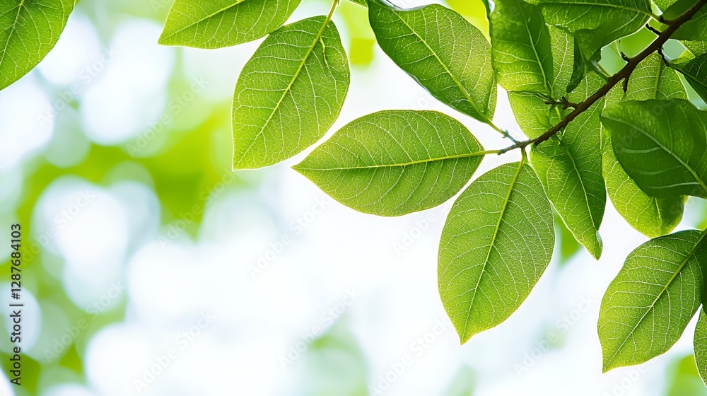 Vibrant Green Leaves Sunlight Bokeh Background Vibrant Green Leaves Sunlight Bokeh Background