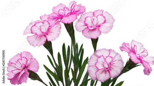 Dianthus flowers