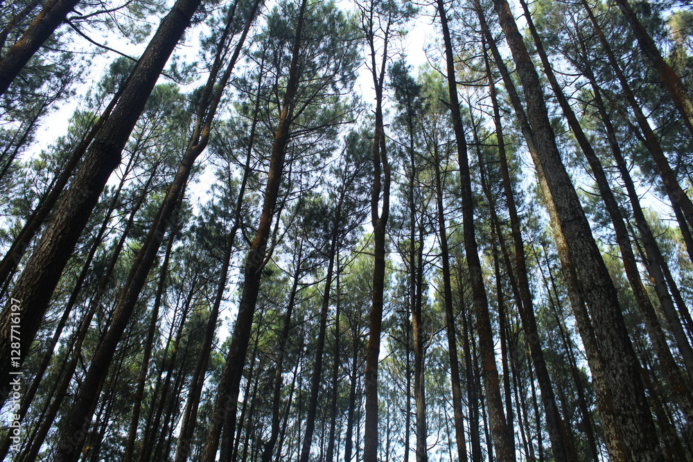 Obraz premium Parallel forest tree of pines, in Dlingo Village, Yogyakarta