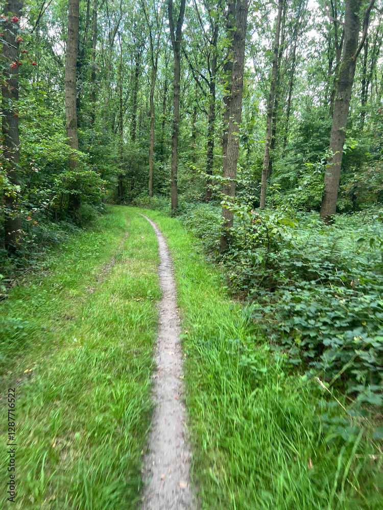 MTB track at Kuinderbos in Kuinre,