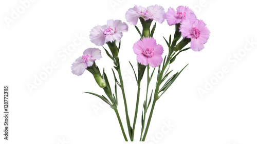 Wallpaper Mural Dianthus flowers Torontodigital.ca