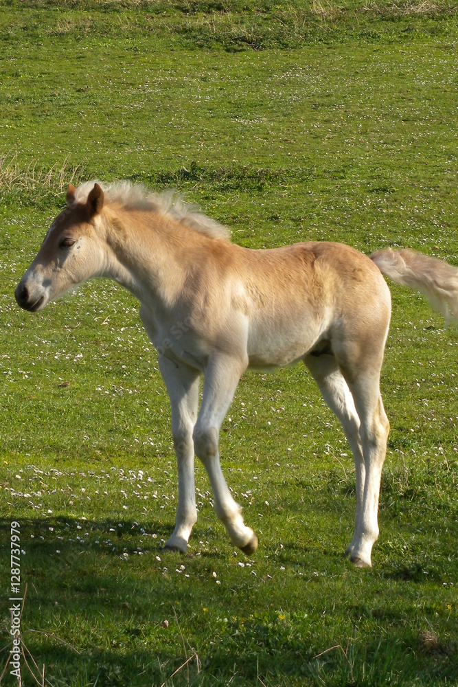 Obraz premium Haflinger, Pferde auf der Weide