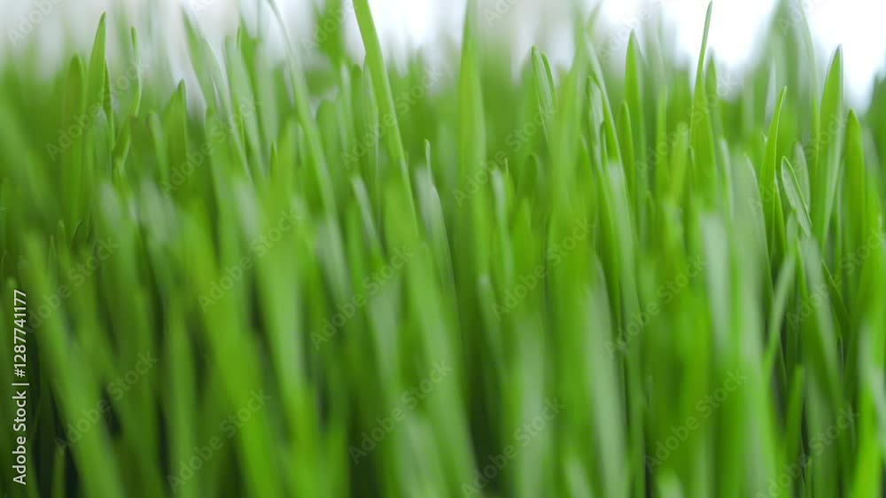 A close up of green grass with a blurry background. The grass is lush and vibrant, giving the image a sense of freshness and vitality A close up of green grass with a blurry background. The grass is lush and vibrant, giving the image a sense of freshness and vitality