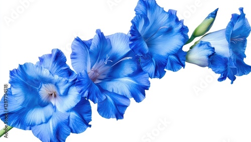 Blue gladiolus flower, white background, cutout, PNG file for graphic design, isolated on transparent background
